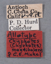 Chyphotes mandibularis image