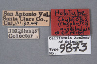 Chyphotes mandibularis image