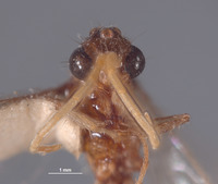 Chyphotes marginalis image