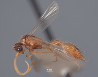 Chyphotes marginalis image