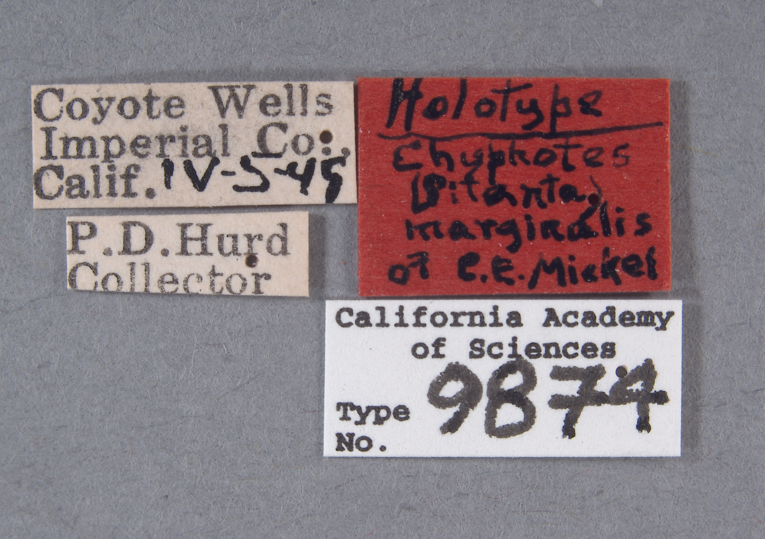 Chyphotes marginalis image