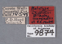Chyphotes marginalis image