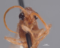 Chyphotes mexicanus image