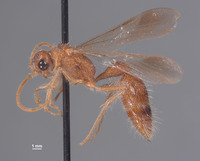 Chyphotes mexicanus image