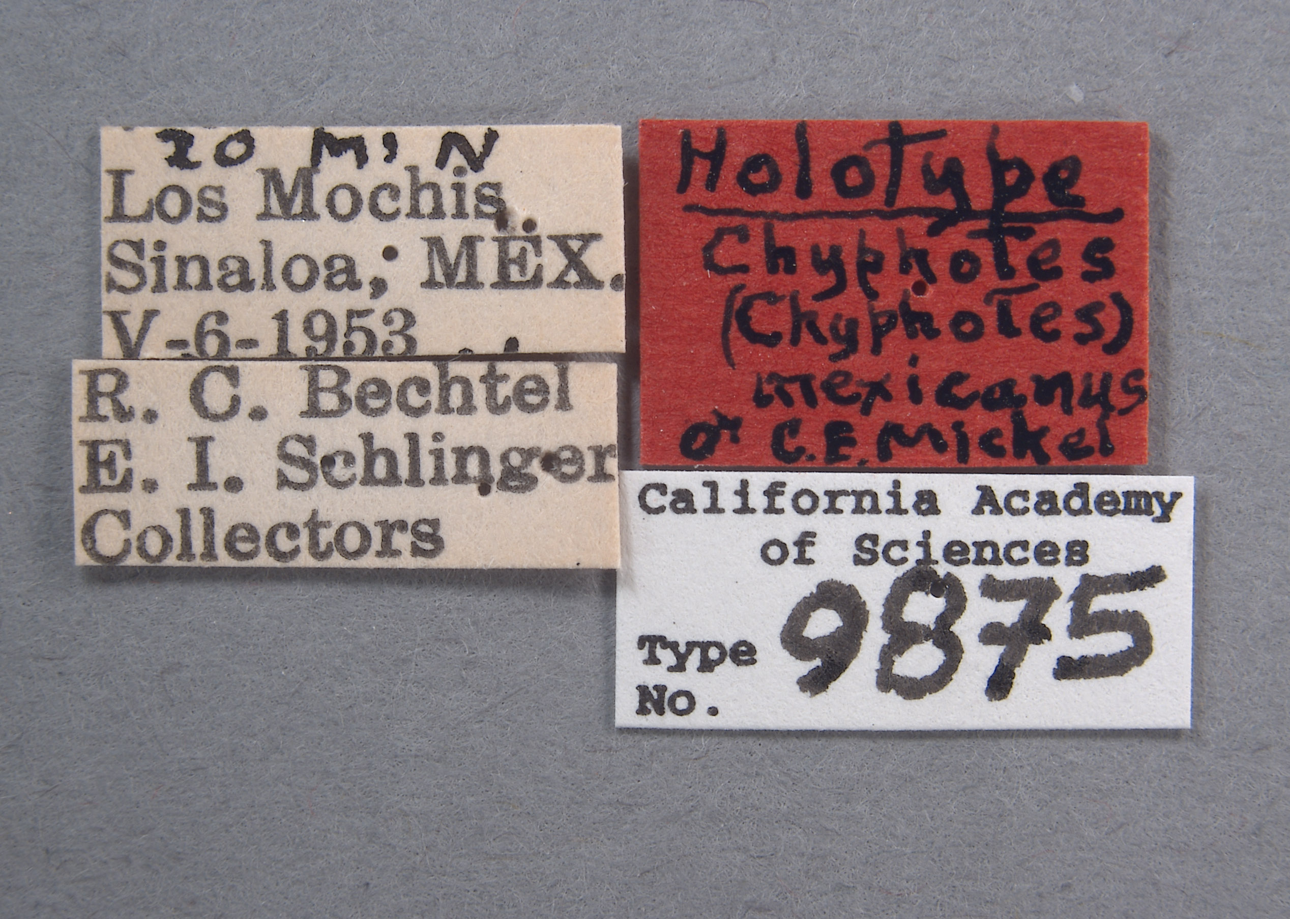 Chyphotes mexicanus image