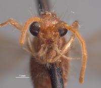 Chyphotes minusculus image