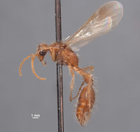 Chyphotes minusculus image