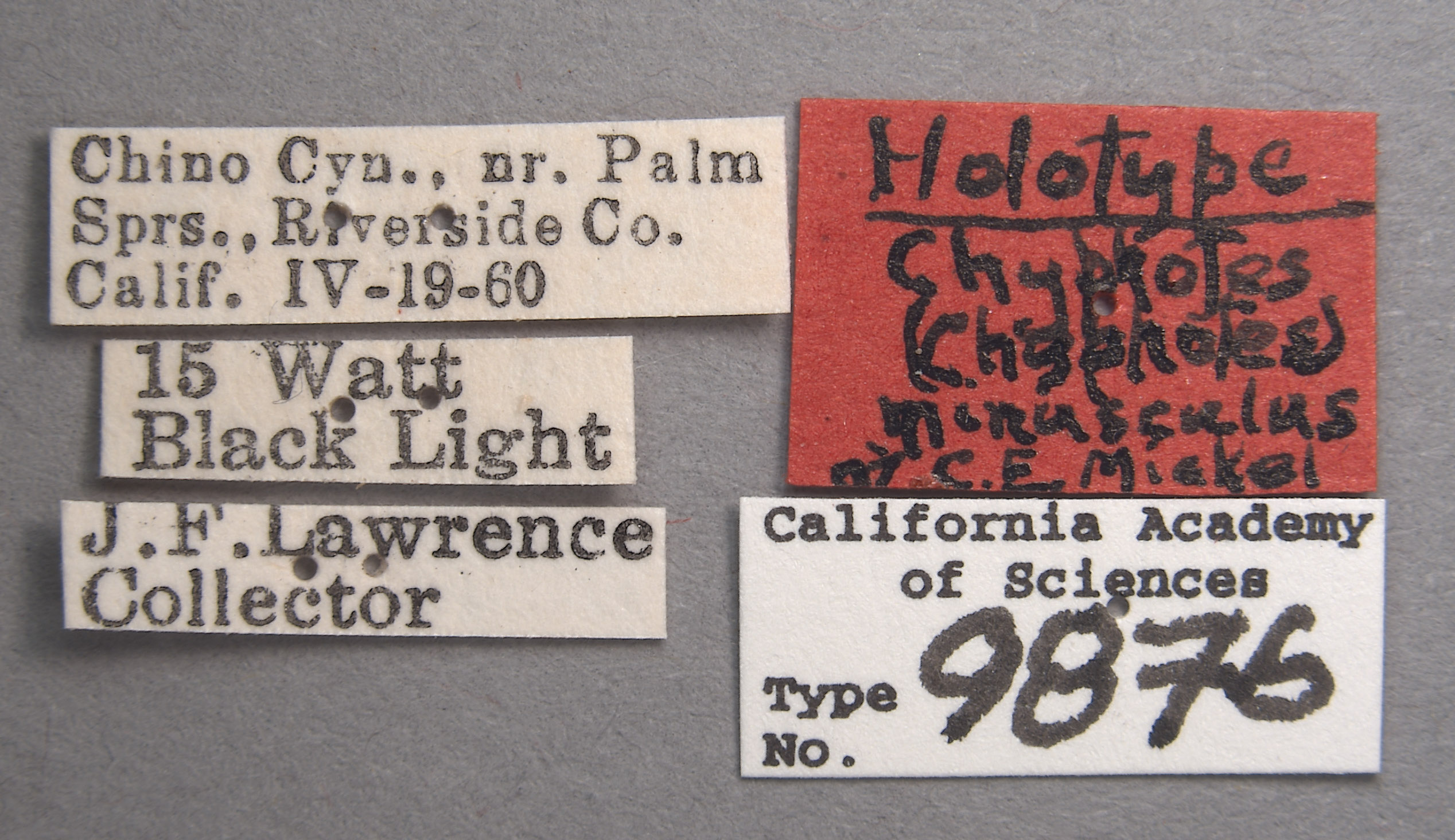 Chyphotes minusculus image