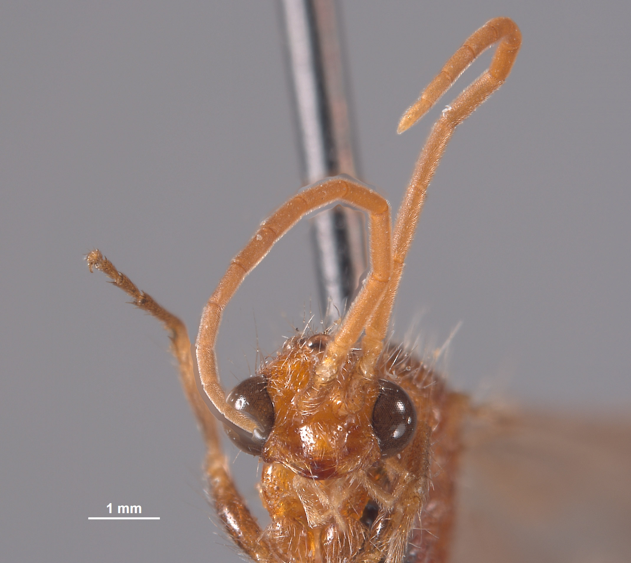 Chyphotes pedunculatus image