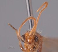 Chyphotes pedunculatus image