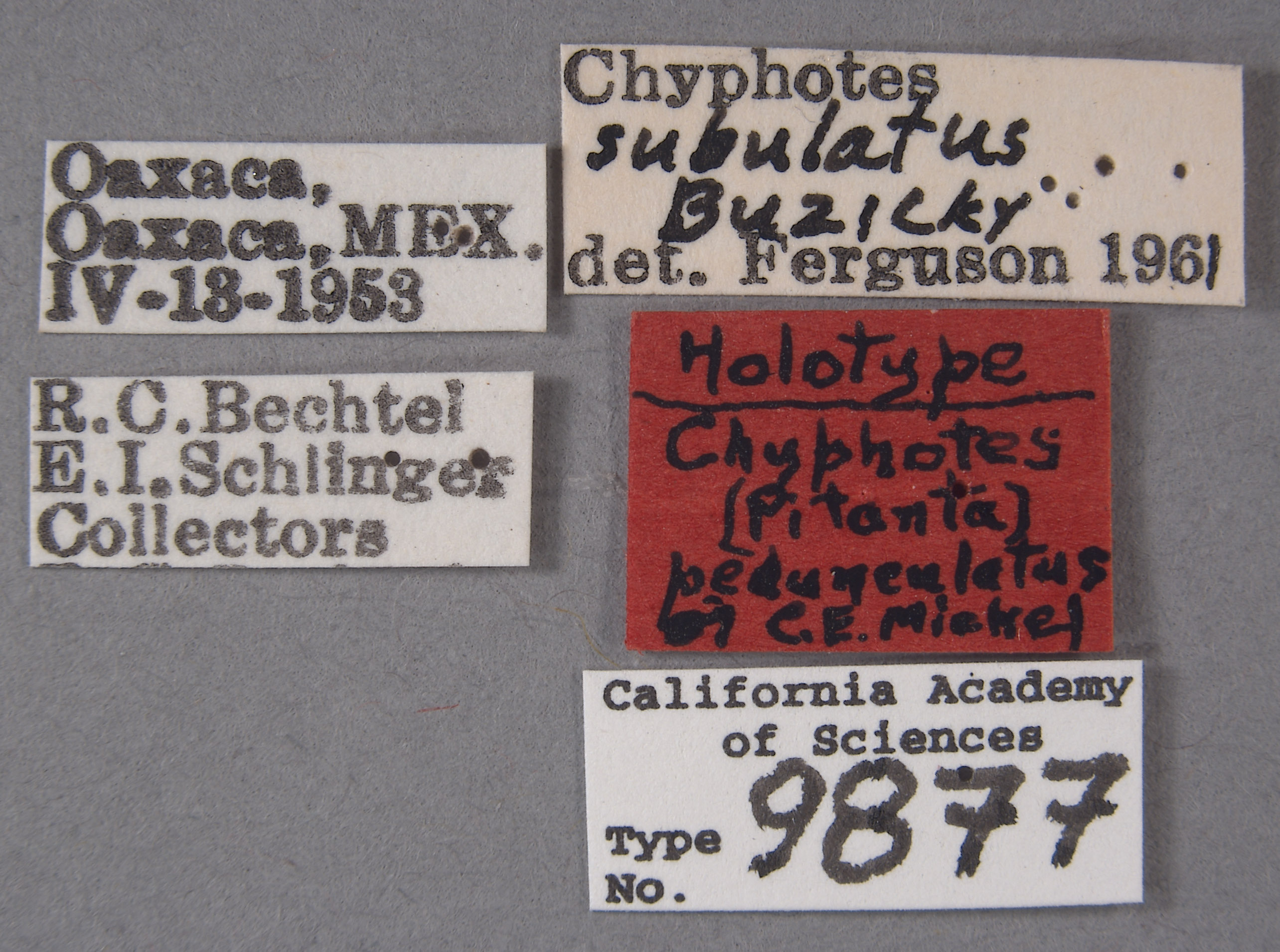 Chyphotes pedunculatus image