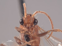 Chyphotes pueblus image