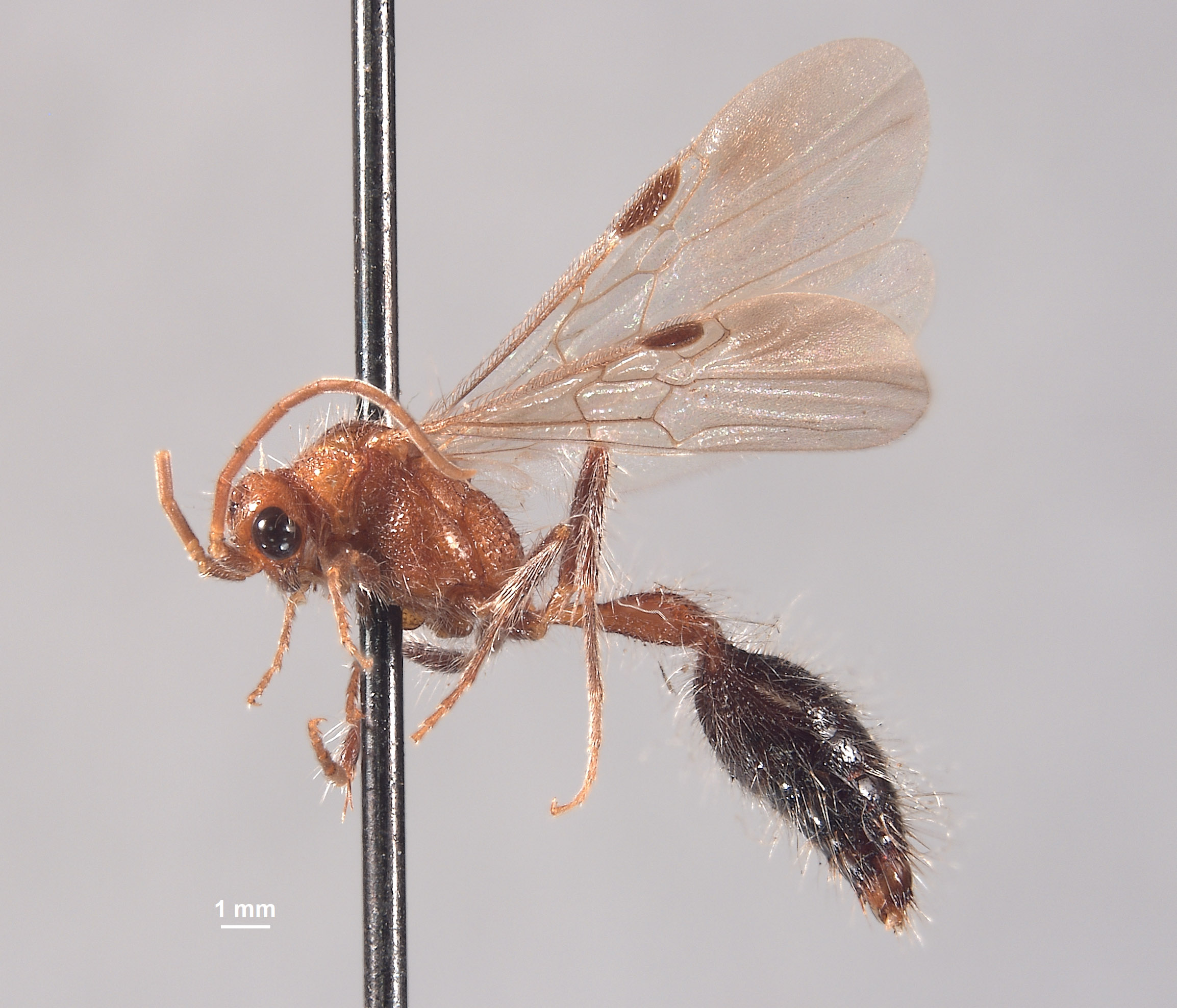 Chyphotes pueblus image