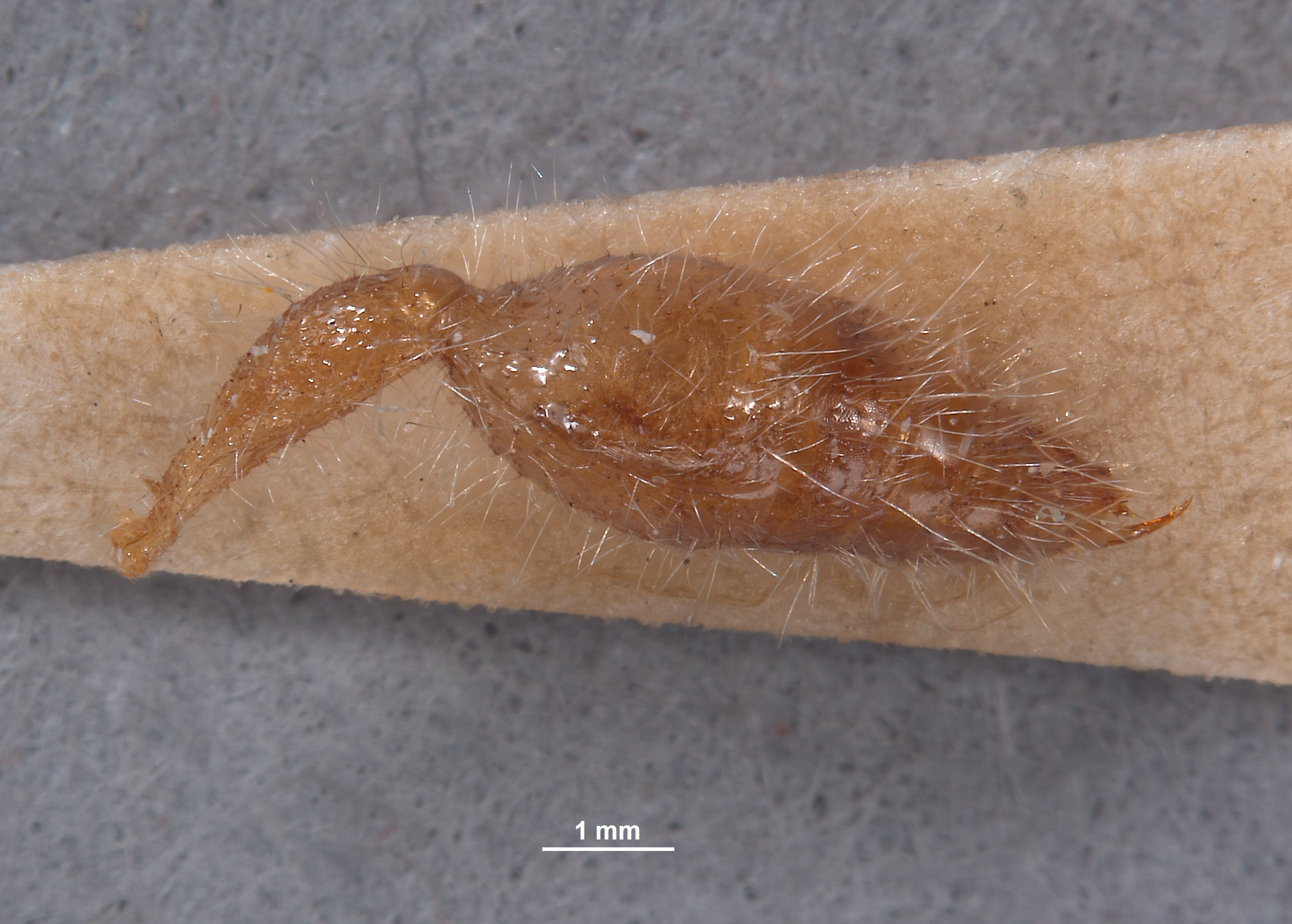 Chyphotes rossi image