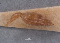 Chyphotes rossi image