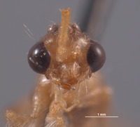 Chyphotes rossi image