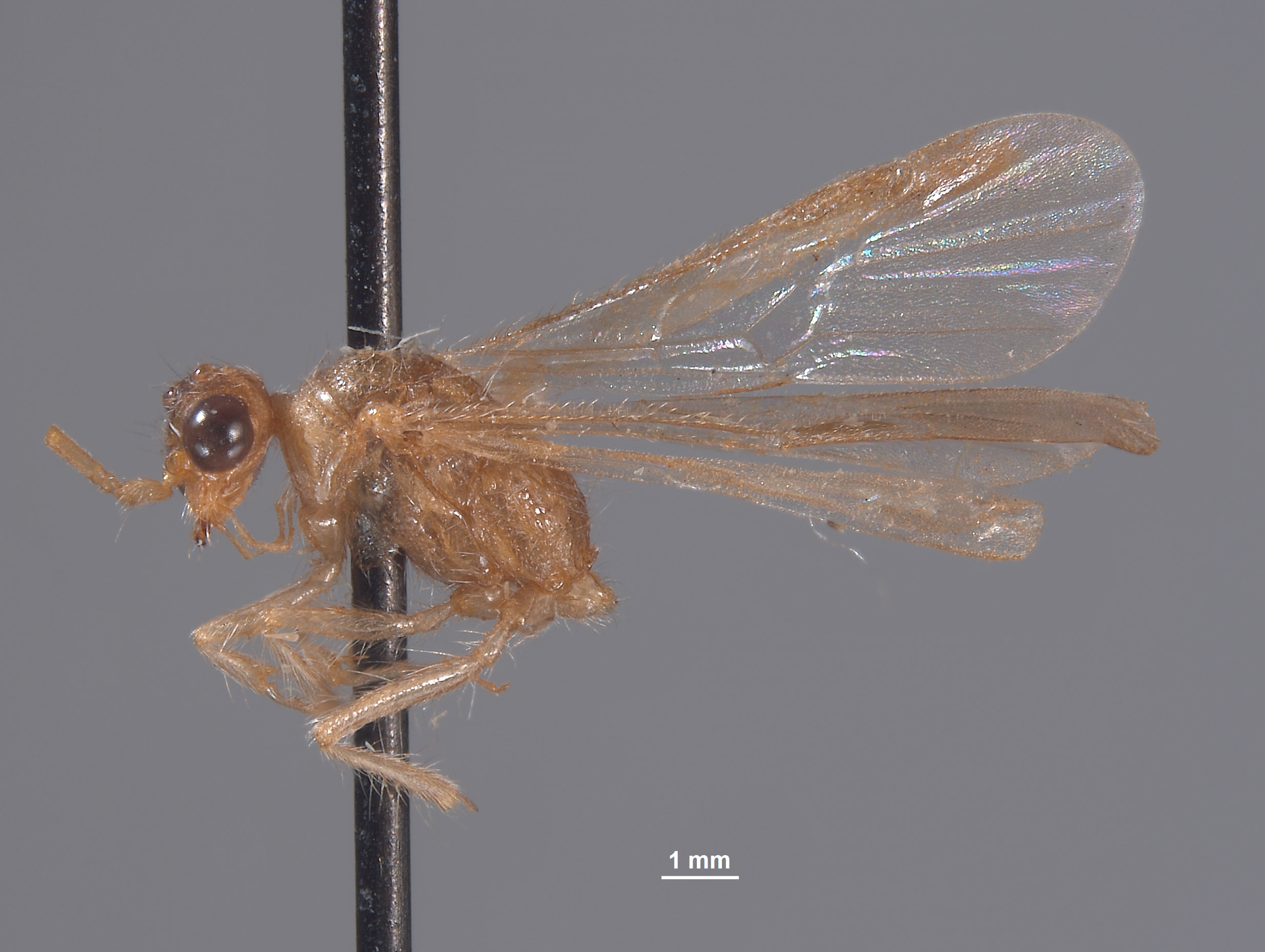 Chyphotes rossi image