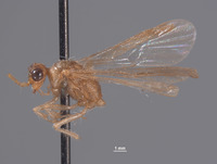 Chyphotes rossi image