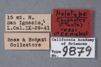 Chyphotes rossi image