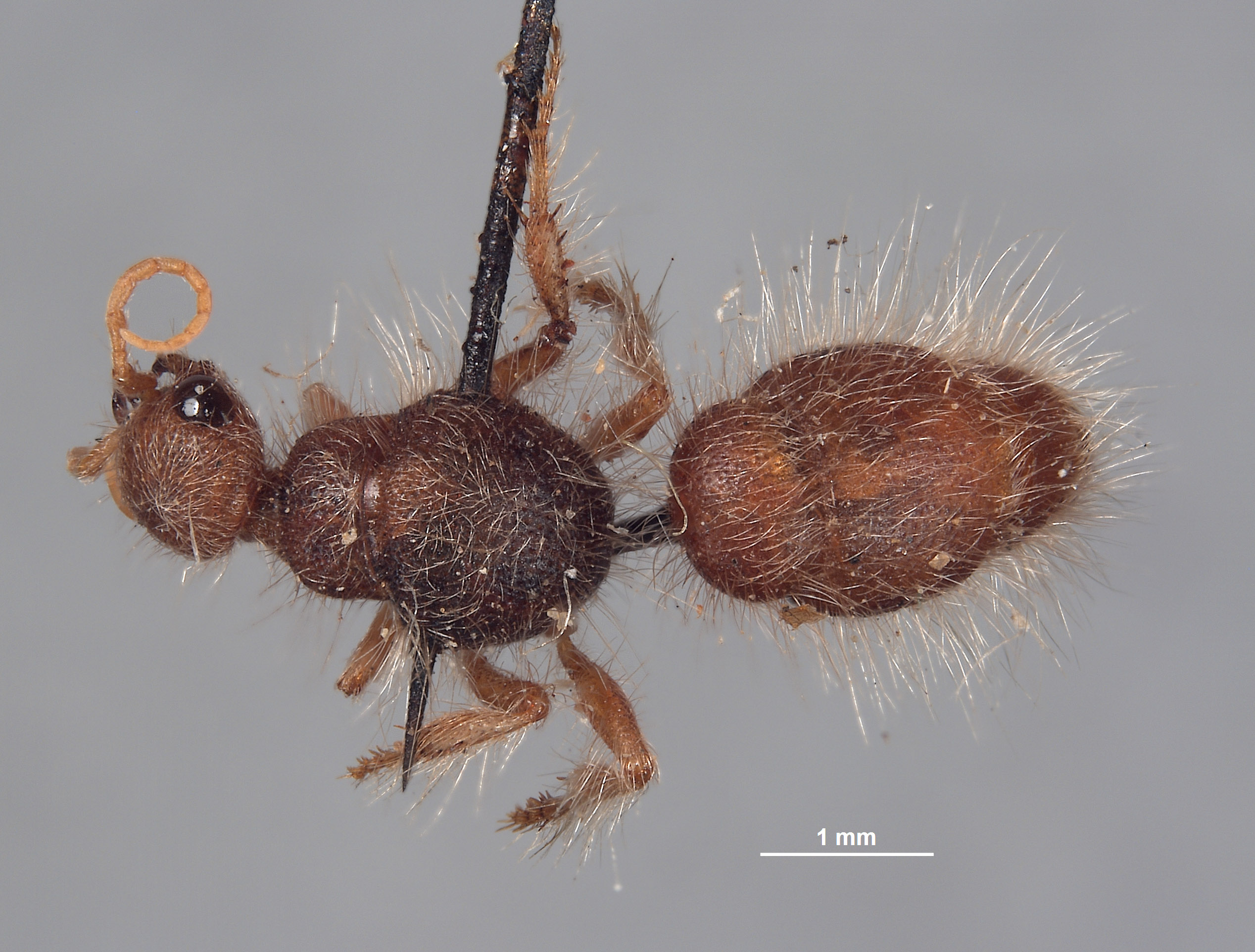 Chyphotes rugosus image