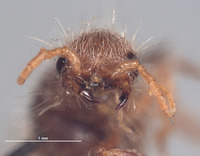 Chyphotes rugosus image