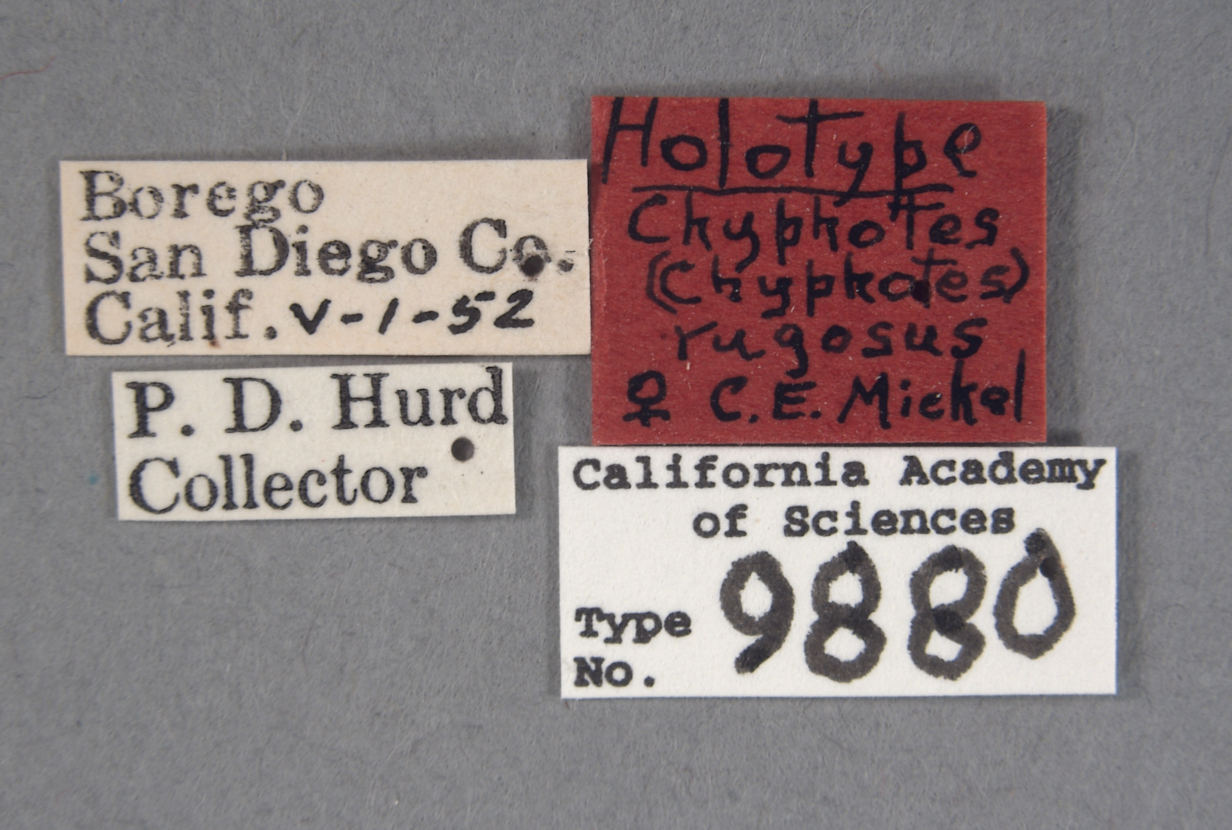 Chyphotes rugosus image