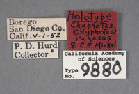 Chyphotes rugosus image