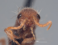 Chyphotes scitulus image