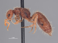 Chyphotes scitulus image