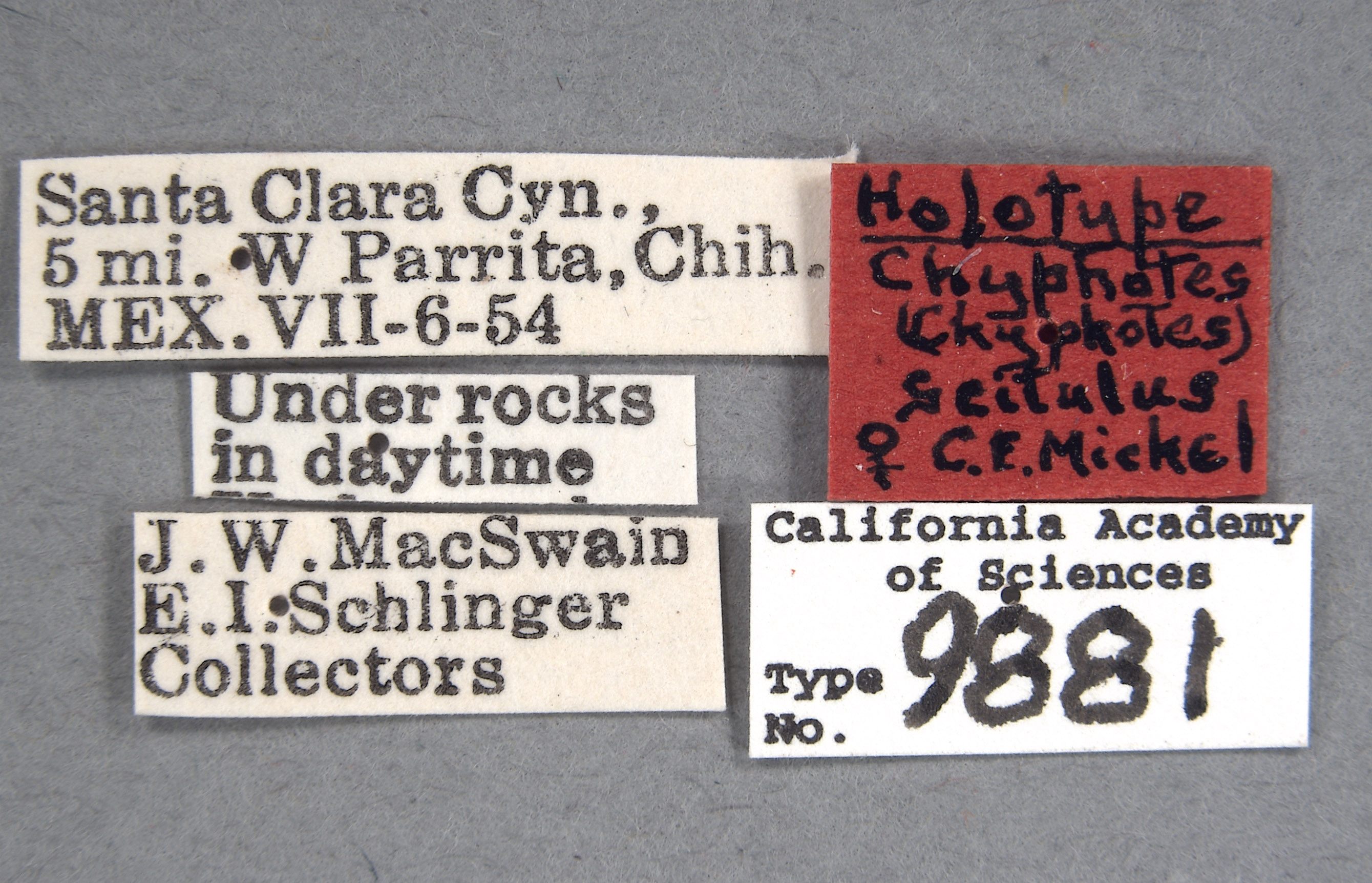 Chyphotes scitulus image