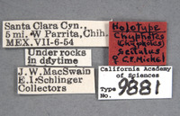 Chyphotes scitulus image