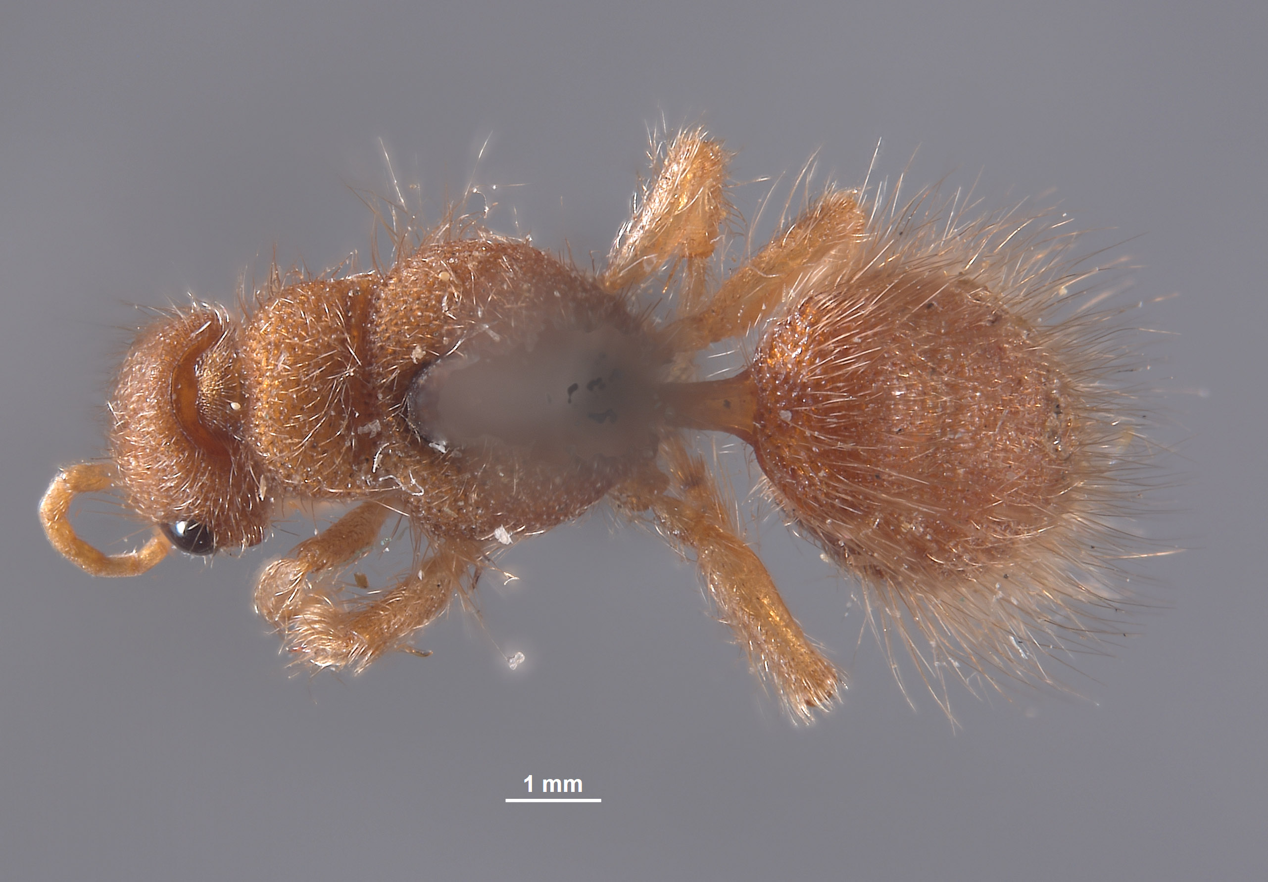 Chyphotes solitarius image