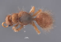 Chyphotes solitarius image