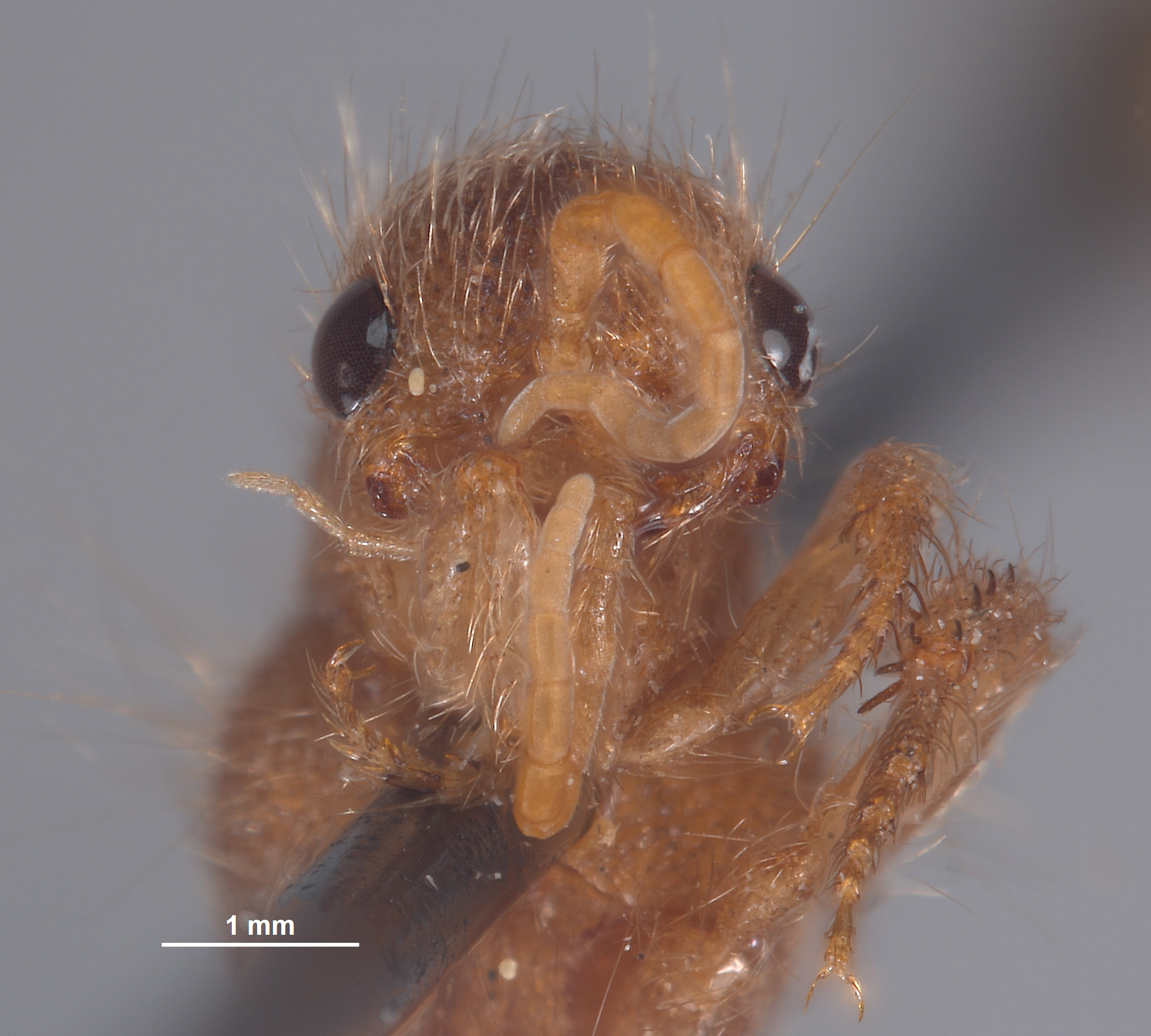 Chyphotes solitarius image