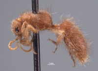 Chyphotes solitarius image