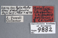 Chyphotes solitarius image