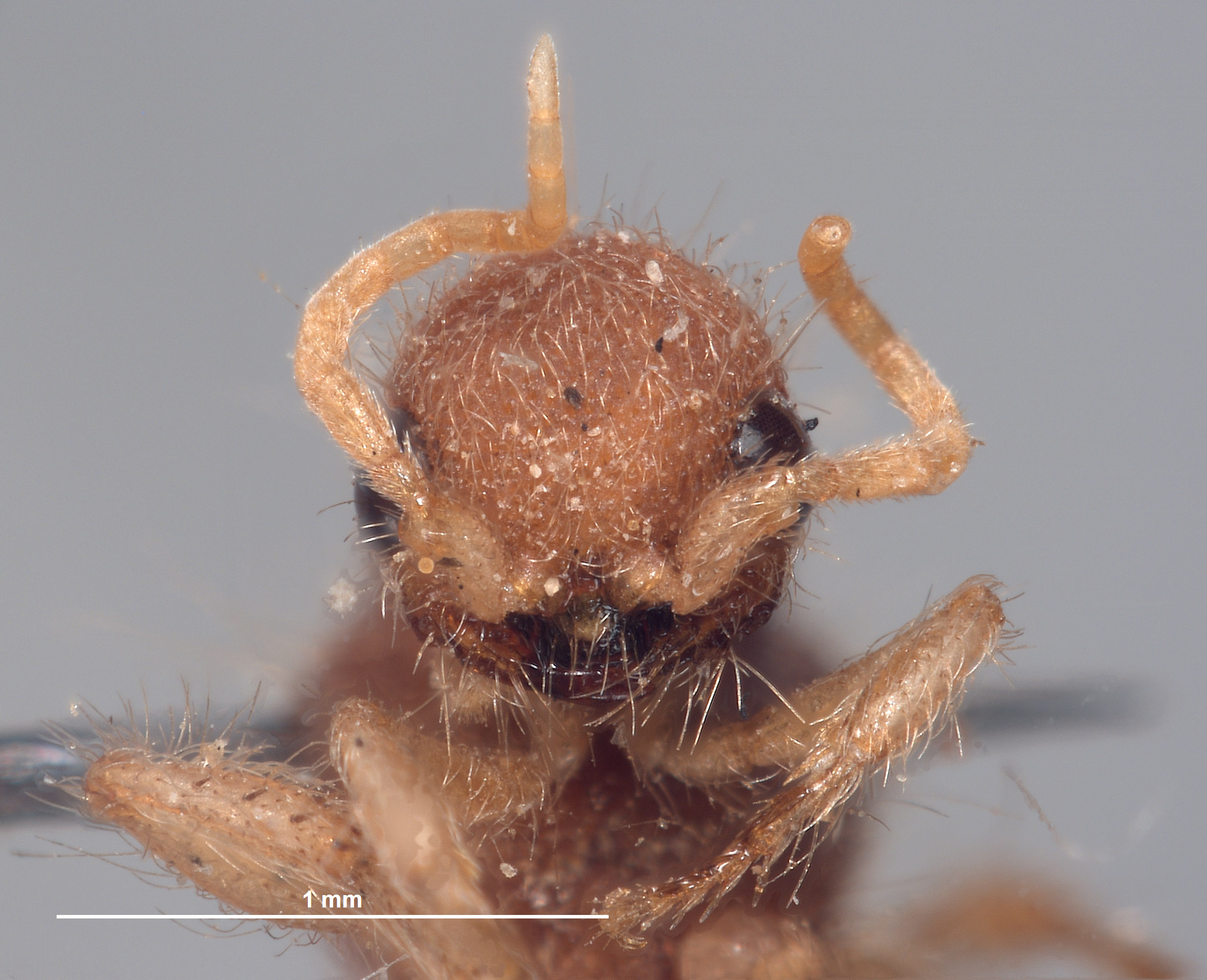 Chyphotes wasbaueri image