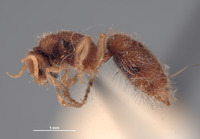 Chyphotes wasbaueri image