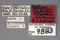 Chyphotes wasbaueri image