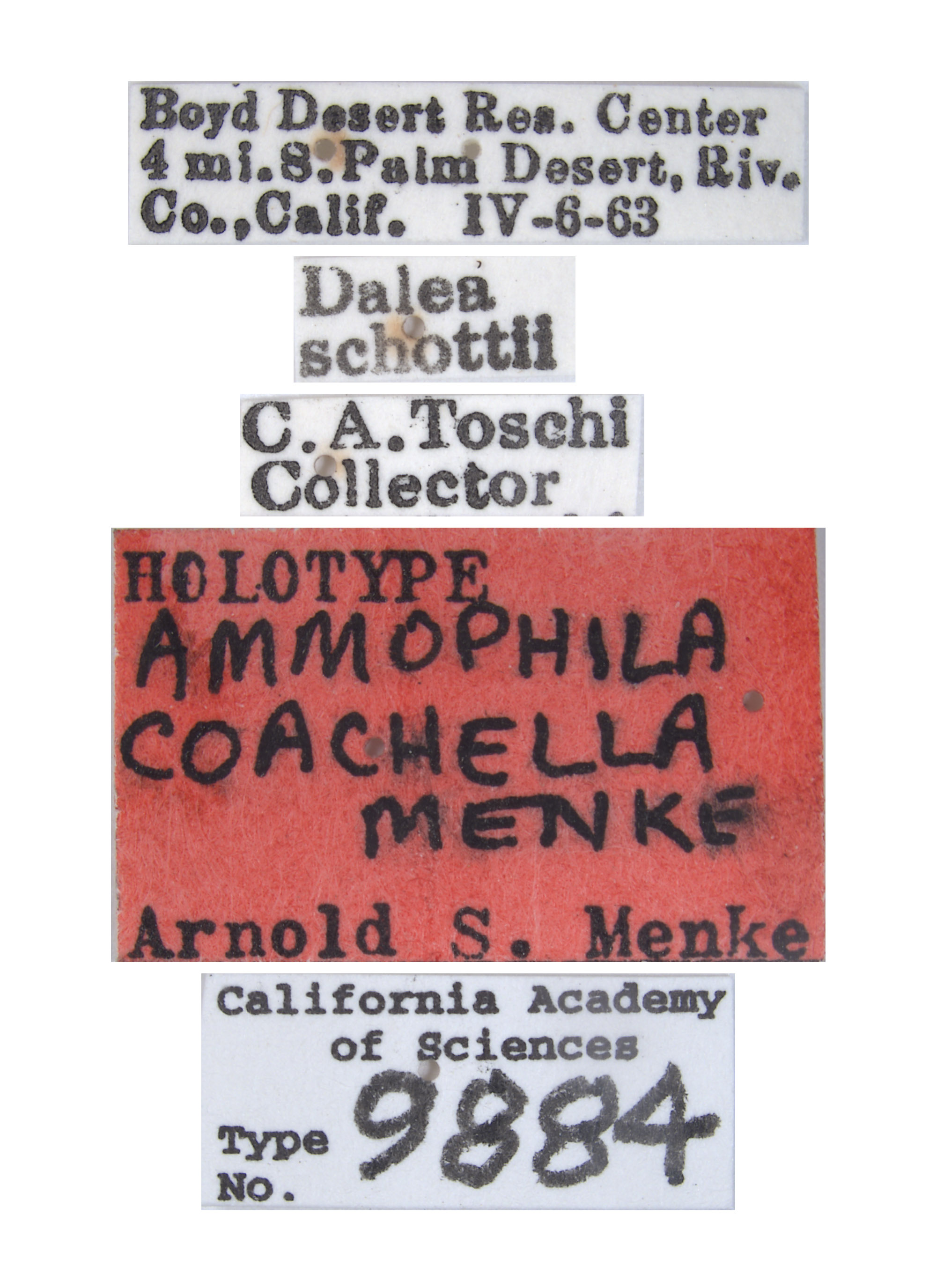 Ammophila coachella image