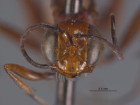 Image of Ammophila formicoides