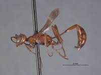 Ammophila formicoides image