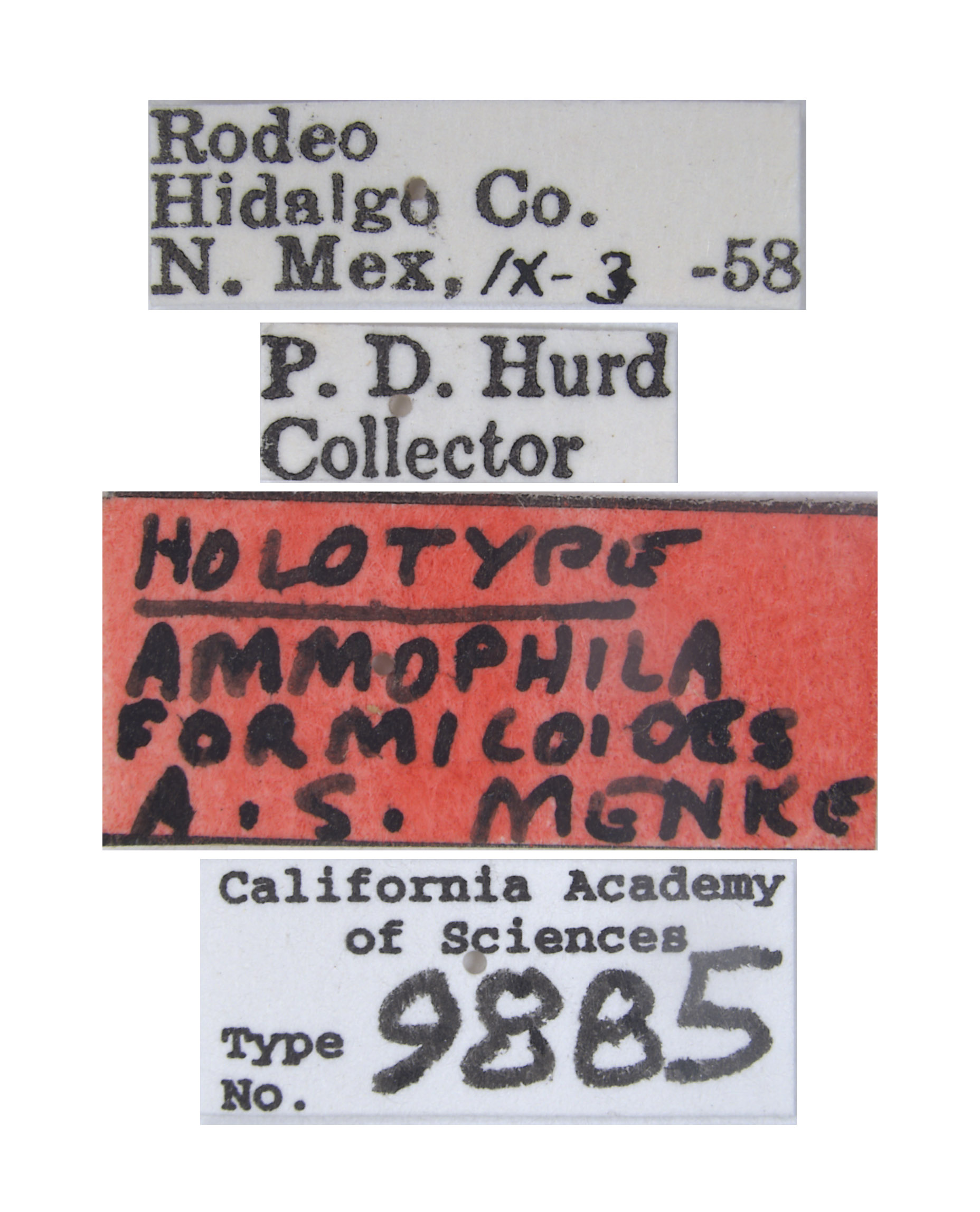 Ammophila formicoides image