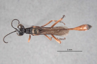 Ammophila hurdi image