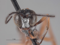 Ammophila hurdi image