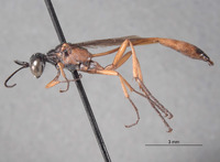 Ammophila hurdi image