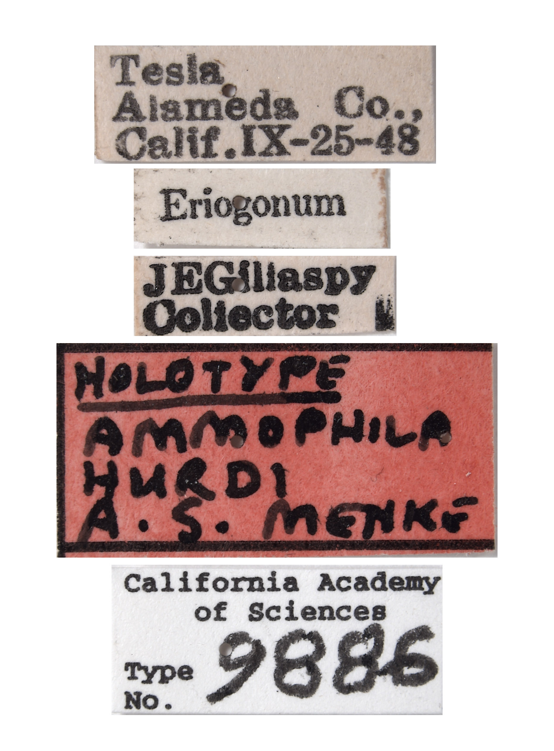 Ammophila hurdi image