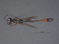 Ammophila imitator image