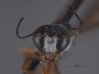 Ammophila imitator image