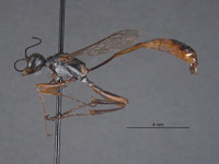 Ammophila imitator image